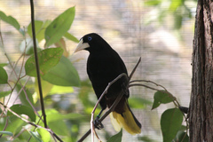 Crested Oropendola